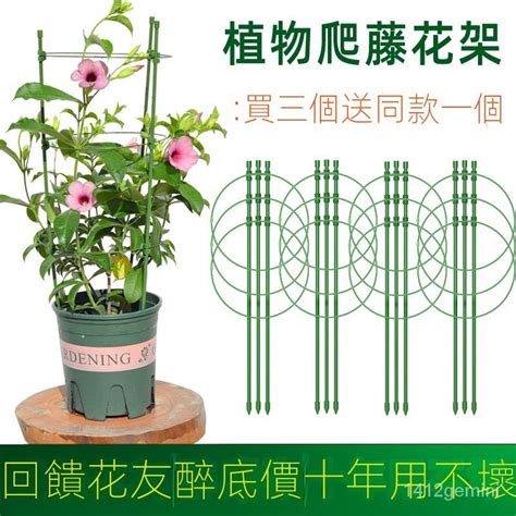 攀莖|臺灣146種藤本植物攀爬類型